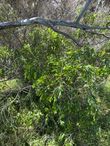 Acacia verniciflua observed 2026-10-16