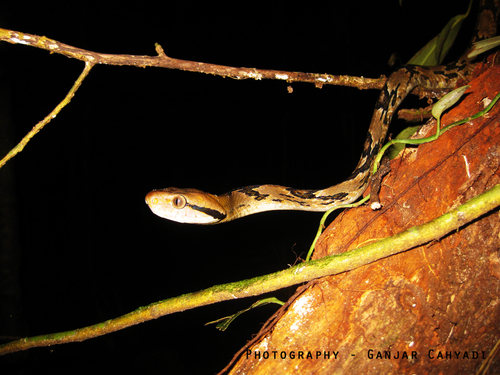 Photo of a Dog-toothed Cat Snake (Boiga cynodon)