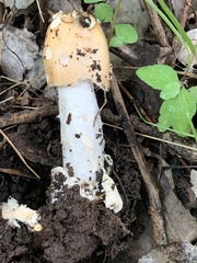 Amanita populiphila