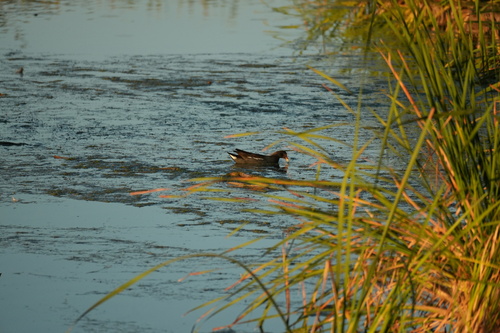 Common Gallinule