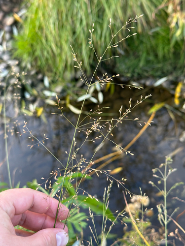 Poa palustris, 2026-10-15