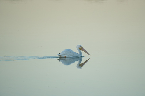 American White Pelican