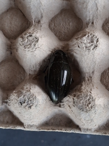 Great Silver Water Beetle