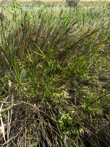 Cyperus vaginatus, 2026-10-16