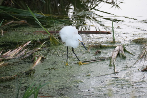 Snowy Egret