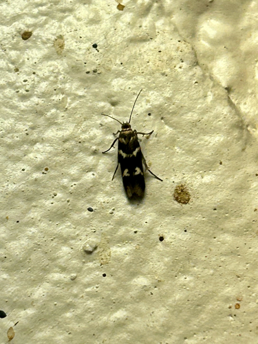 Banded Scythris Moth