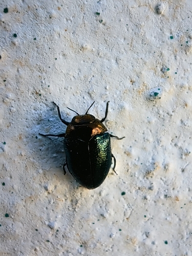 Trachys troglodytiformis