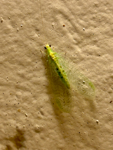 Four-spotted Green Lacewing