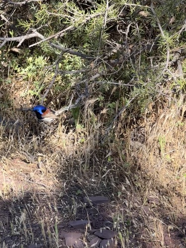 Purple-backed Fairywren