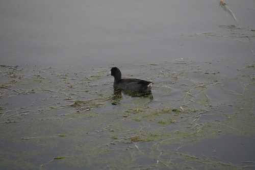 American Coot