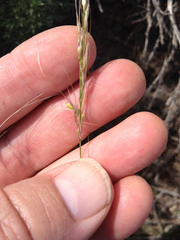 Piptochaetium fuscum