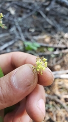 Perideridia kelloggii