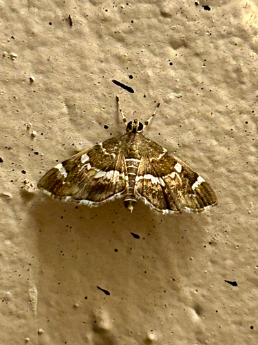 Spotted Beet Webworm Moth