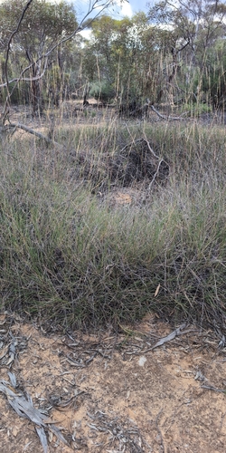 Triodia irritans observed 2026-10-16
