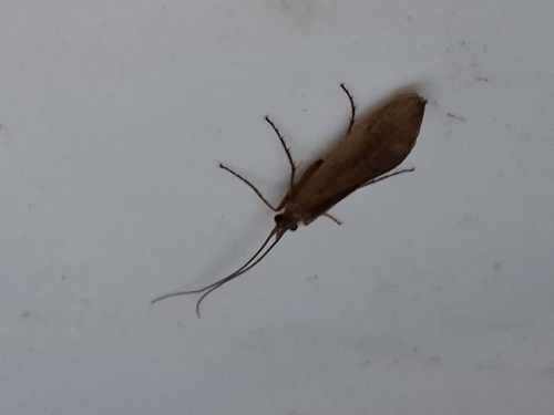 brown sedge