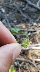 Perideridia kelloggii