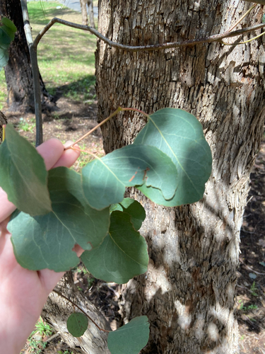 Eucalyptus baueriana, 2026-10-16
