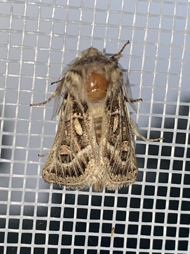 Ulochlaena hirta