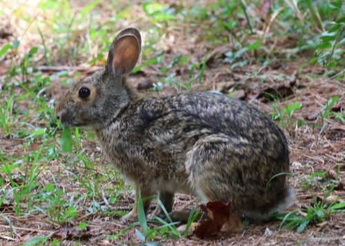 Swamp Rabbit observed by aslishot