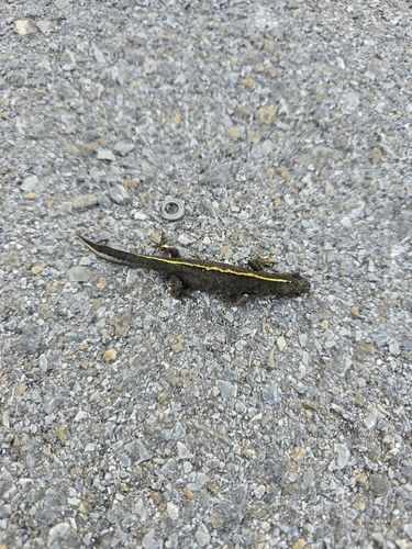 Italian Crested Newt