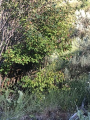 Acer glabrum douglasii