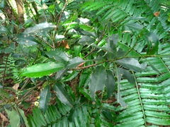 Prunus spinulosa