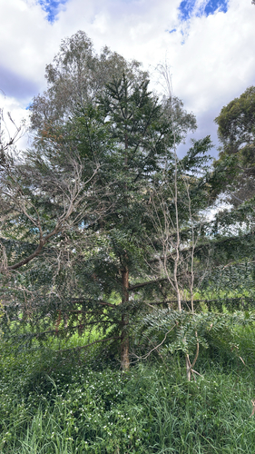 Araucaria bidwillii observed 2026-10-16