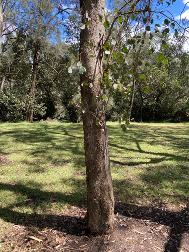 Eucalyptus baueriana, 2026-10-16