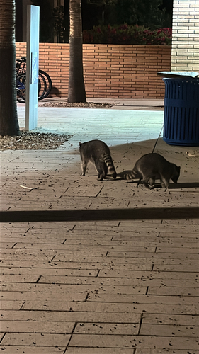 Common Raccoon