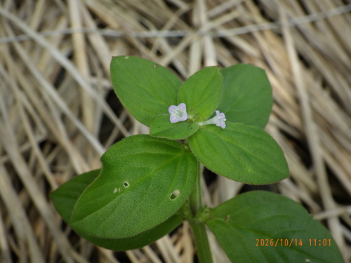 Spermacoce latifolia observed 2026-10-14