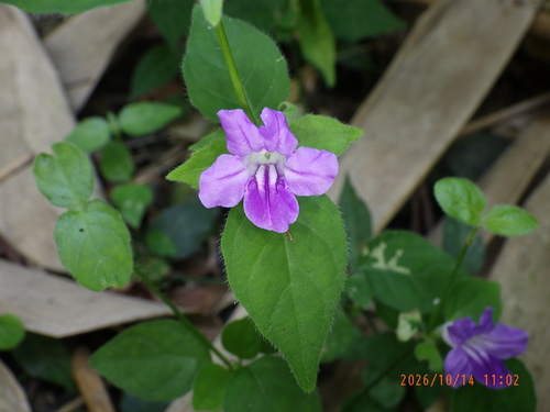 Ruellia repens observed 2026-10-14