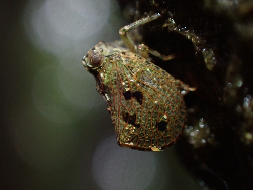 Cotylana angustifrons, 2026-10-16