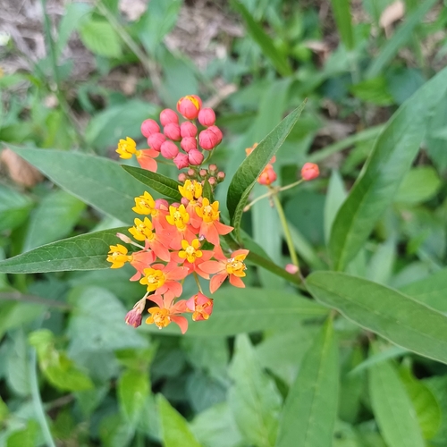 tropical milkweed
