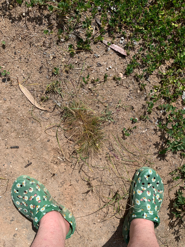 Poa bulbosa observed 2026-10-16