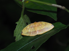 Heterolocha coccinea