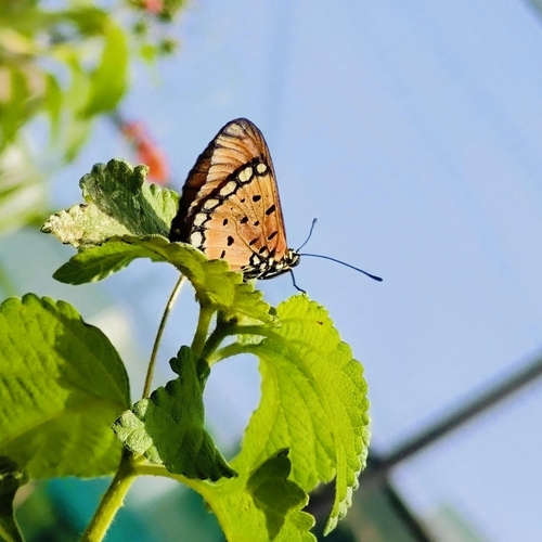 Tawny Coster