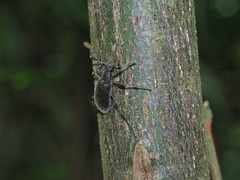 Strongylium albopilosum