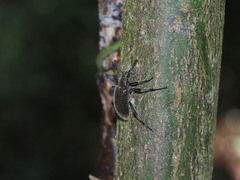 Strongylium albopilosum