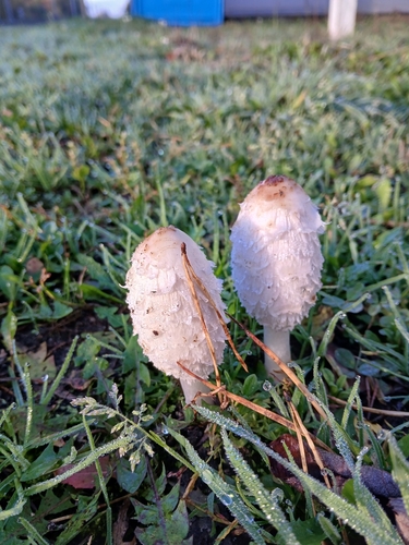 Shaggy Mane