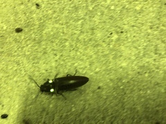 Ignelater havaniensis