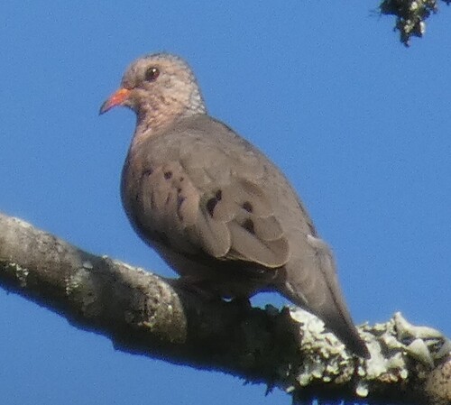 Common Ground Dove observed by kcthetc1
