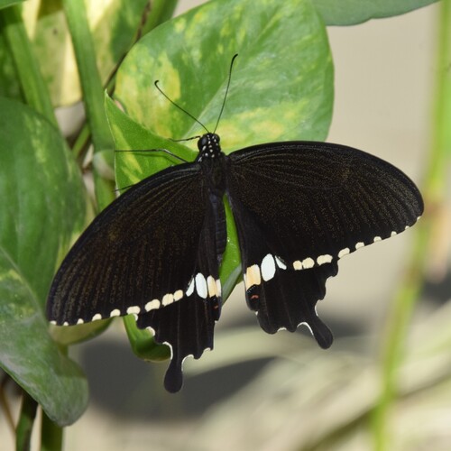 Indian Common Mormon Swallowtail