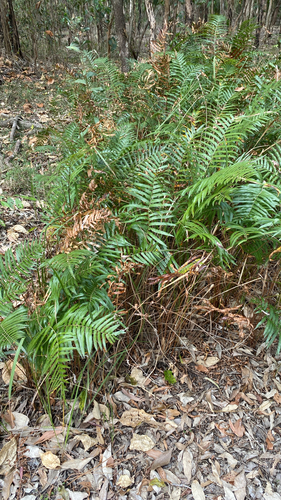 Calophyllum observed 2026-10-14