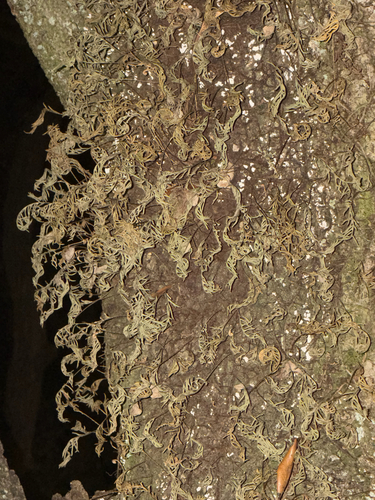 resurrection fern