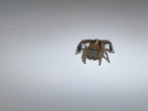 Beardfooted spider