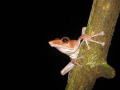 Collett's Whipping Frog photo 4