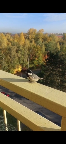 Coal Tit