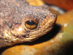 Pseudobufo subasper
