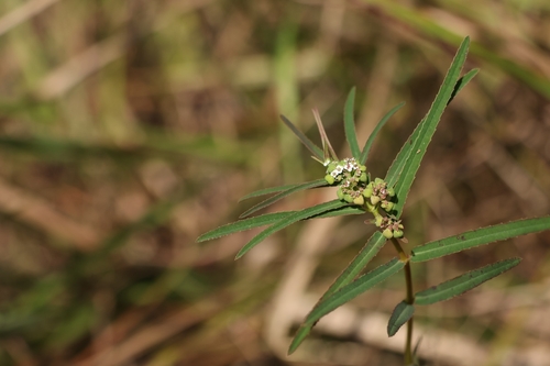 Euphorbia bifida observed 2026-10-16