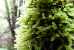 Weymouthia cochlearifolia